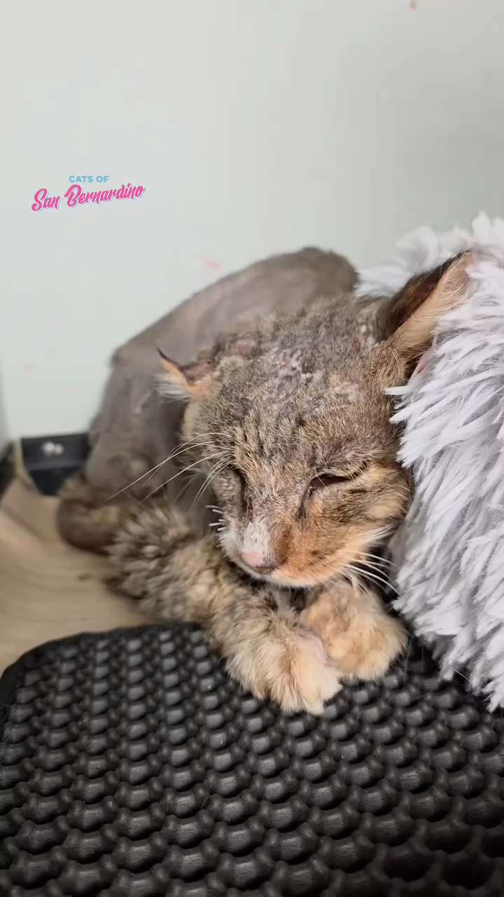 Gris wanted to tell you a story and say goodnight ❤️

#GrisCOSB