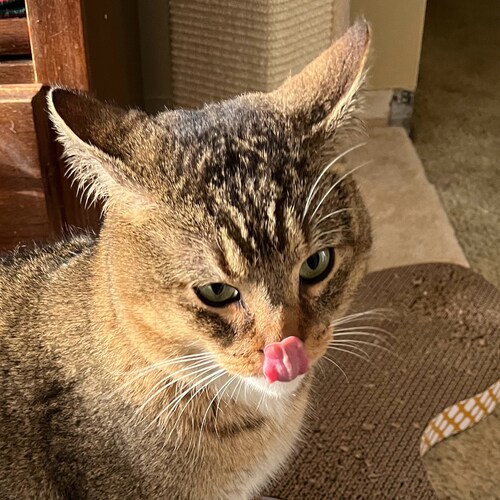 FL-born, blue dog Dem, turned Independent, turned Republican. As my husband says, I finally came to my senses.  Crazy Ca...