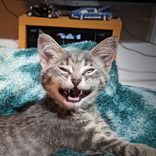 pure blooded Canadian