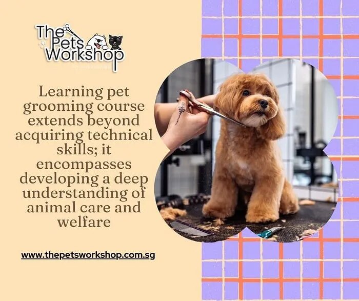 Doing a pet grooming course in Singapore is an enriching journey that opens doors to a world of oppo...