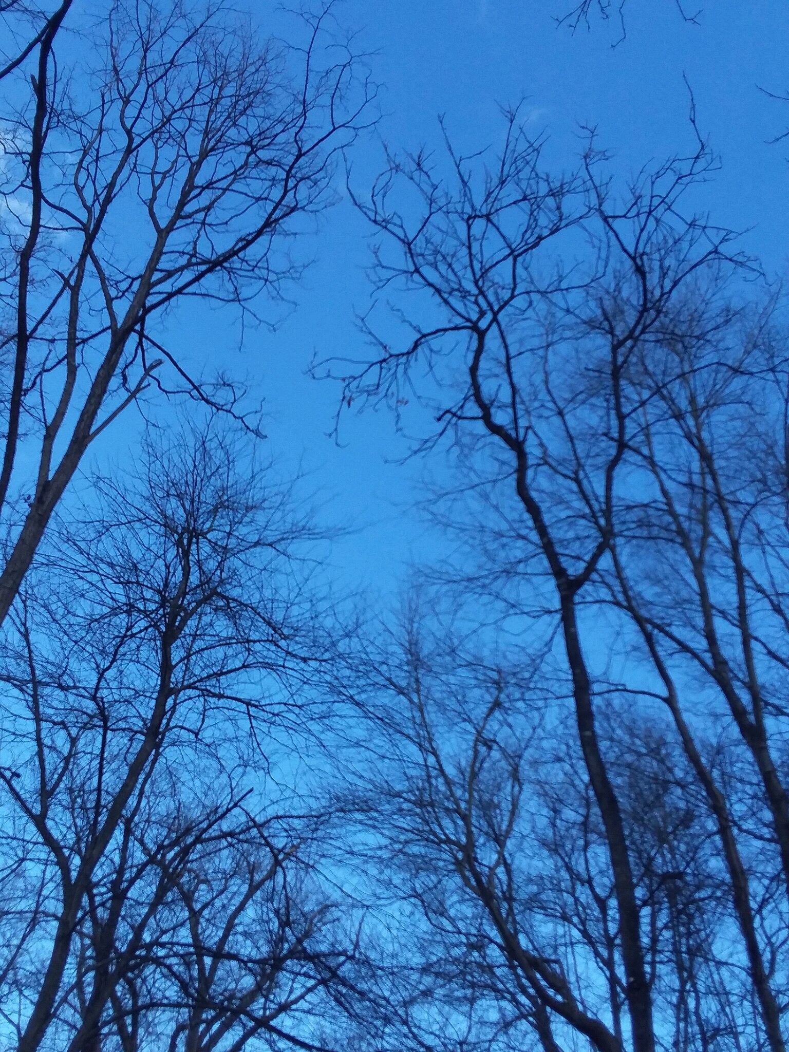 Seen a bit of blue yesterday...

#sky #nature #trees #peaceful #park #spiritual #photo