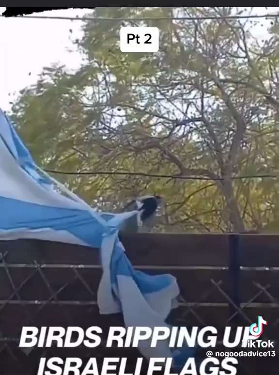 Even the birds and animals know that shit ain't right.... they can feel it. Ripping it up for nestin...