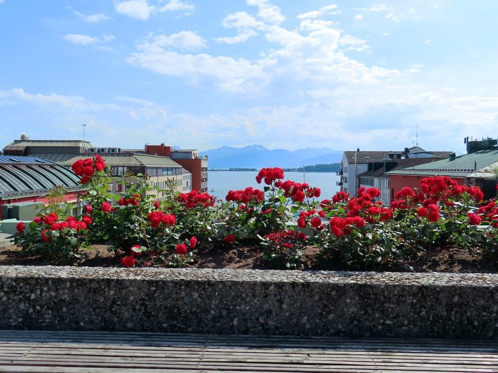 Red roses fill a flower box in the rose garden on the roof of the city hall of Molde, Norway. #redro...