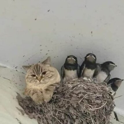 I am here because all other social media sites have censored what I am posting since 2010.