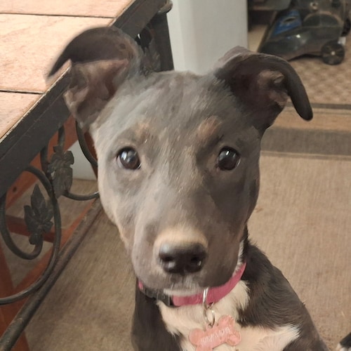 Conservative Christian white nationalist not sorry!!! Heterosexual I am a woman ...