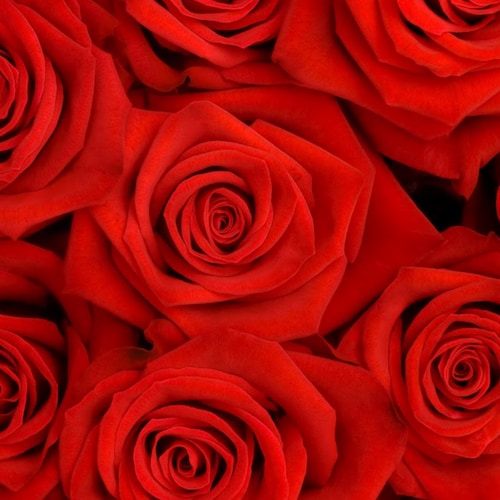 Christ is King. America First. Let's MAGA. Freedom is not negotiable.