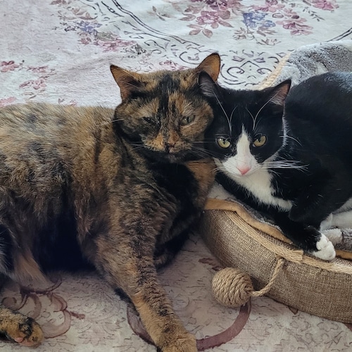 Just roaming around the cornfields.