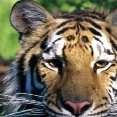 DEUS, PÁTRIA e FAMÍLIA!!!
DEUS ACIMA DE TUDO E DE TODOS 
 🇧🇷  CONSERVADORA, ESPIRITUALISTA.
💛💚💛💚💛💚💛💚💛💛💛💛💛...