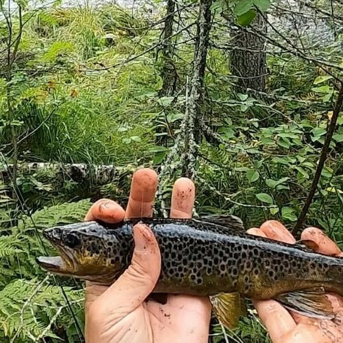 Swede, makes a meme and perhaps a fishing video from time to time.