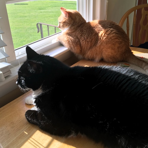 God, Country, Freedom, Liberty and Truth! MAGA!