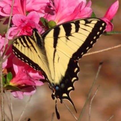 Rhymer of words, dreamer of dreams, completely aware nothing is as it seems.  Gold Star daughter.  Unreconstructed Rebel...