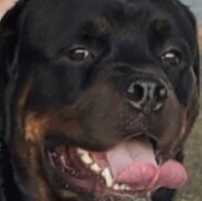 ❤️Rottweiler Lover❤️
Ra is my dogs name
Patriot 🇺🇲
PureBlood. Female
"All the Worlds a Stage"