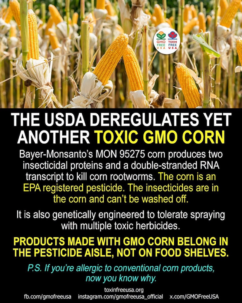 Got Corn Allergies? The USDA has just deregulated yet another toxic GMO corn - Bayer-Monsanto's MON ...