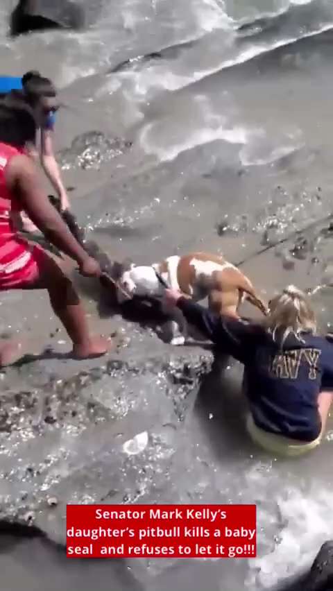 🚨HOLY SH!T! THIS IS HORRIFIC!!! 

Senator Mark Kelly’s daughter’s pitbull kills a baby seal 🦭 and ...