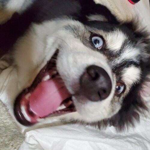 Twatter Refugee. Disenfranchised voter.
PuppyDaddy to two AWESOME Pomskys...
Gearhead. Conspiracy analyst.