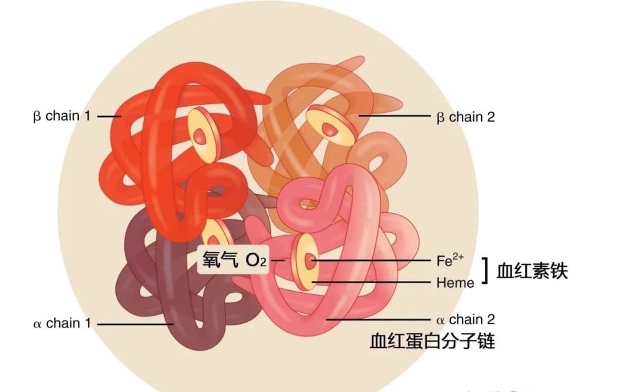 青蒿衍生物与铁元素
拥有足量的铁蛋白，血红蛋白和转铁蛋白对于青蒿衍生物能否发挥最佳功效至关重要，这与青蒿素的亲铁性有关。青蒿素的过氧桥会被细胞内的铁所吸引，它们反应后所产氧自由基再与病毒或含高铁的细胞...
