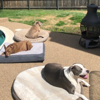 Christian Texan Pro-Family Pro-Trump Pro-LEOs Pro-PitBull @slnpol GAB GETTR twitter Parler TruthSocial FB MySpace No Follow Back = No Follow .I block all haters