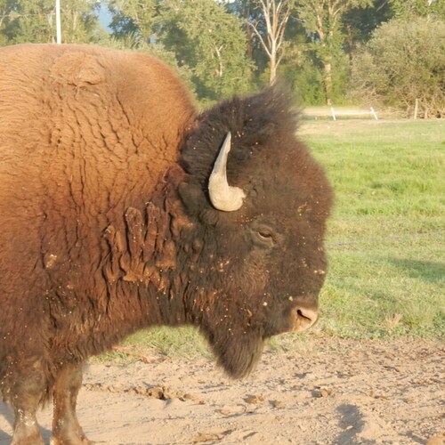 Retired U.S. Army, LTC/O-5, 100% Disabled, Wounded Warrior, Critical Thinker, Combat Veteran, Father of 4, Bison Rancher...