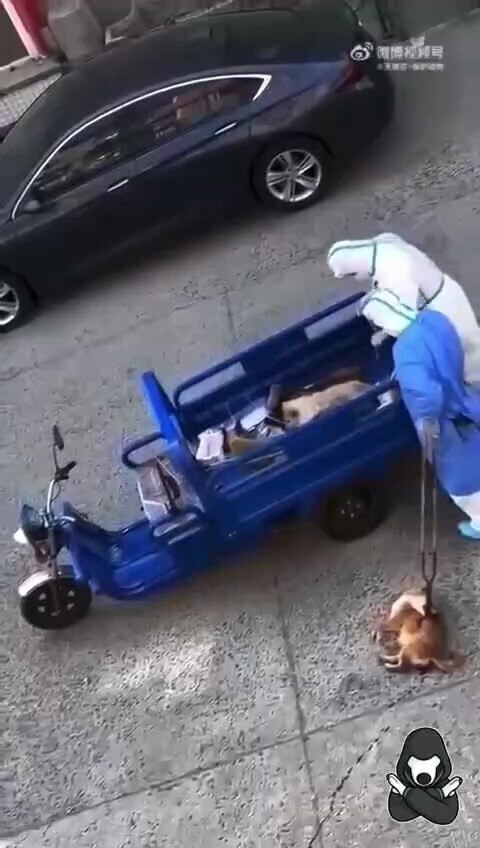 Fucking Evil Chinese Communist Party.
不要杀害宠物 Don't kill pets！！！