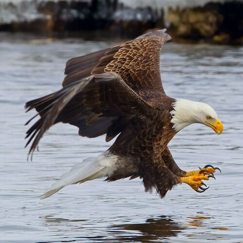 I have never denounced my Oath... To solemnly support and defend the Constitution of the United States of America agains...