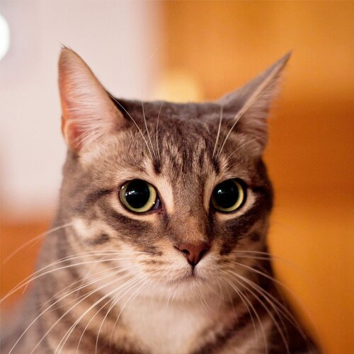 Visit BOBO's profile on GETTR. View their posts, photos, videos, and connect with them on the social platform.