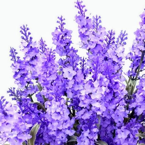 Brexit 🇬🇧 | Mum ❤ | Married | Trump 🇺🇲
Nature lover 🐦