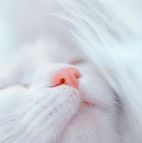 🇯🇵Thank you all for the useful information you keep sending out.✨💖🕊️