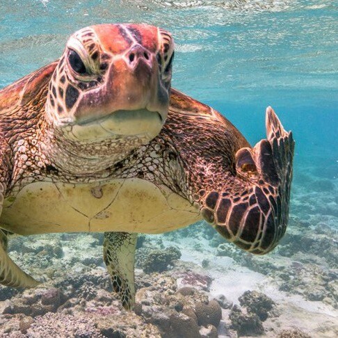 Visit 3rd_Coast_West/W5WPD's profile on GETTR. View their posts, photos, videos, and connect with them on the social platform.