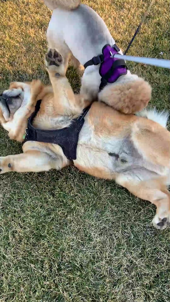 11月17日：5个月的多多与2岁的笨笨……