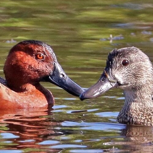 2nd amd supporter, Conservative , unapologic FJB,
Give Me Liberty or give me Death.