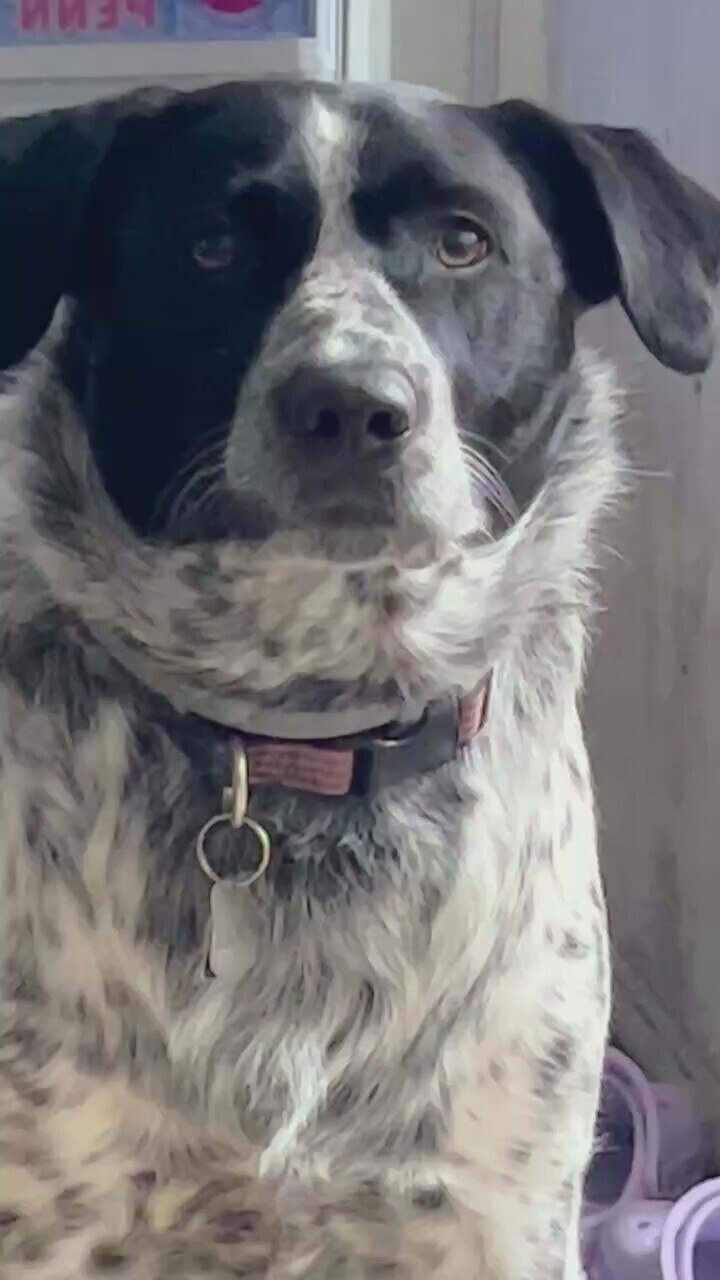 My dog still makes more sense than anything AOC says.