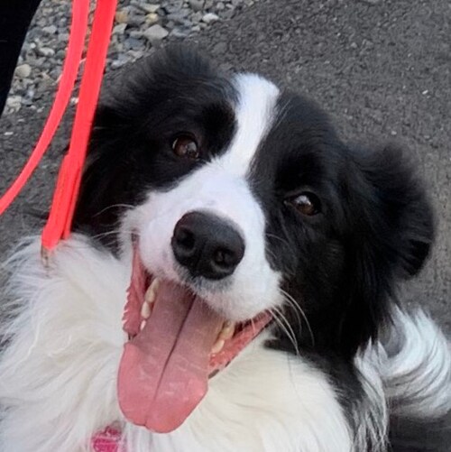 #Maga #Prolife Border Collie owner/trainer. Pink is my color