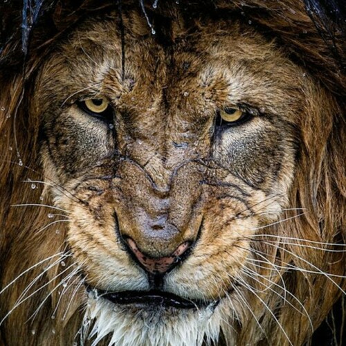 pronouns: attack helicopter/vacinated (not actually vaccinated but I identify as vacinated)/Your Royal Highness