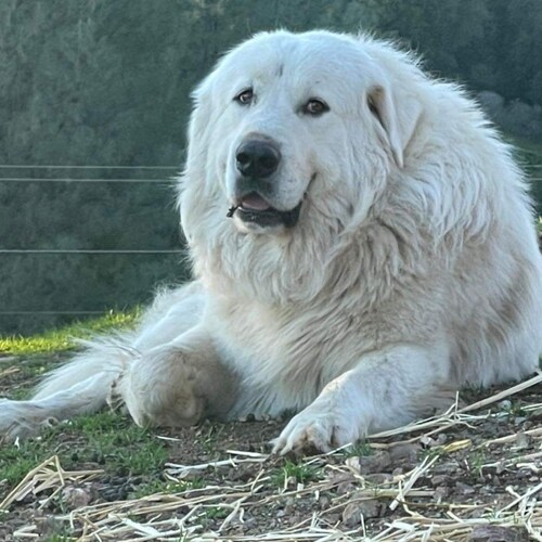 Love liberty and great Pyrenees