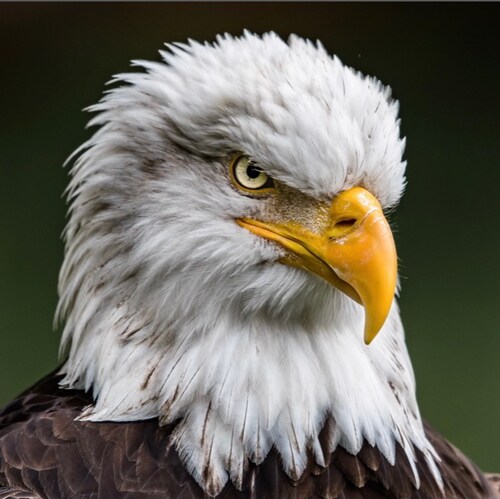 Old School Patriot
America First