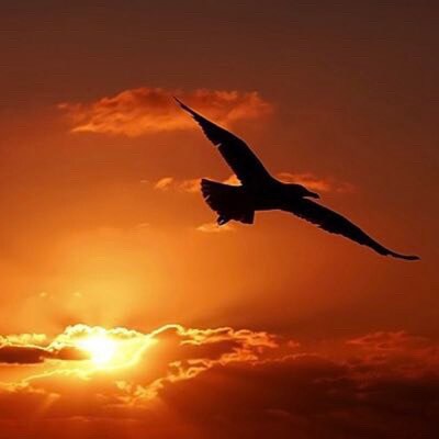 You will know me from Twitter