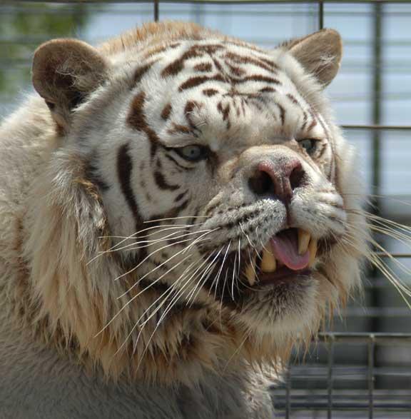 This white tiger was vaccinated against Covid 19, still think the vaccine is safe? @alexjones @Lotus...