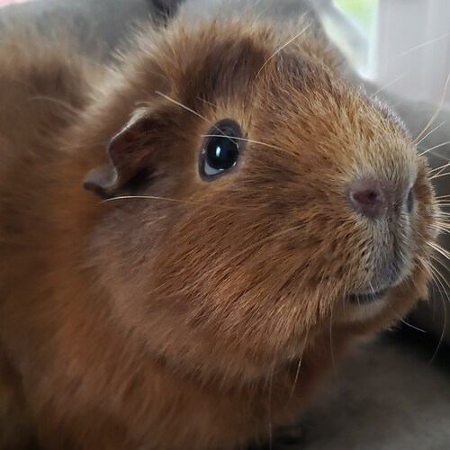 Conservative, Christian, Animal Lover, America First, President Trump Won, Ultra Maga, 🍊
#OrangeCrush