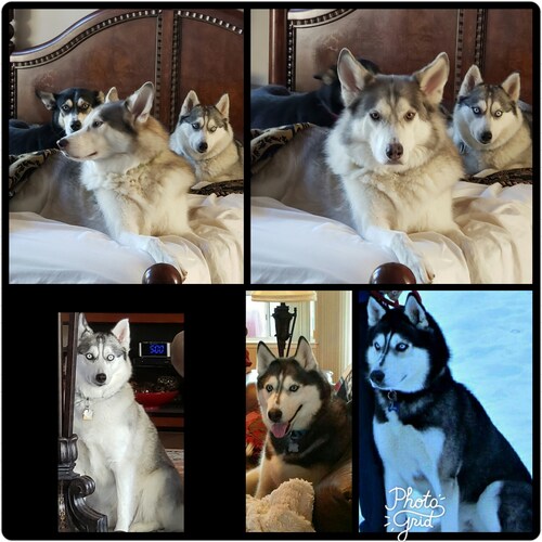 Truth will always prevail • God first in my life • Freedom Fighter • Patriot •  MAGA • Country Girl