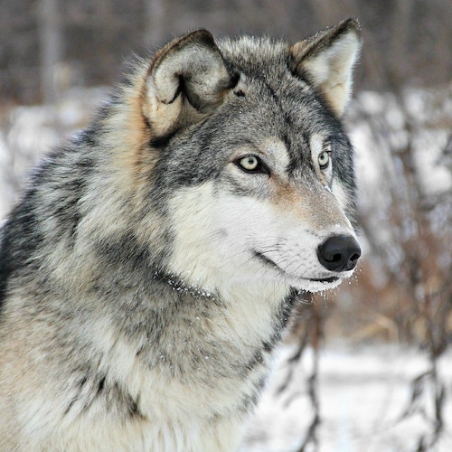 I support Freedom of speech, Taiwan and Hong Kong. #WolfPack 
#PureBlood 
What Wokeness is doing, is to create shit.