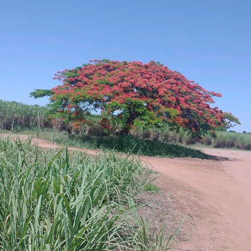 Deus Patría Família