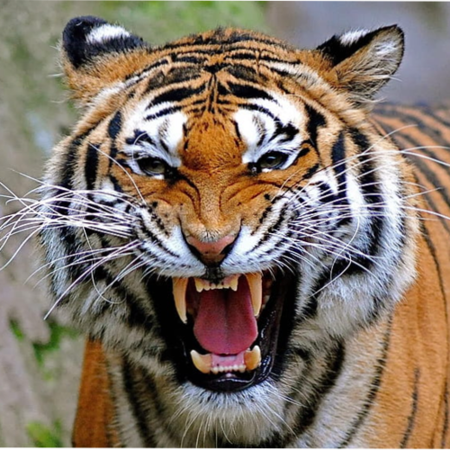 Visit Tigerosa's profile on GETTR. View their posts, photos, videos, and connect with them on the social platform.