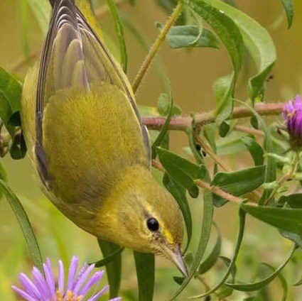 

#Steve Bannon : "Go download the GETTR app right now; that's where I put up exclusively all of my ...