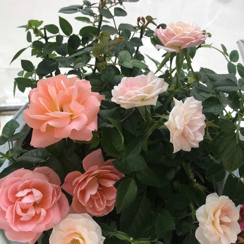 云卷云舒、花开花落