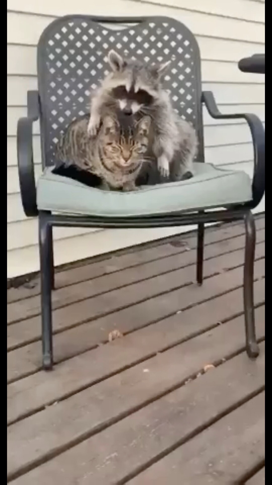 Raccoon: I love you!
Cat: I'm not sure we're far enough along in our relationship for this yet. 💞