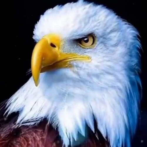 DEUS , PÁTRIA , FAMÍLIA E LIBERDADE
🇧🇷🇧🇷🇧🇷.