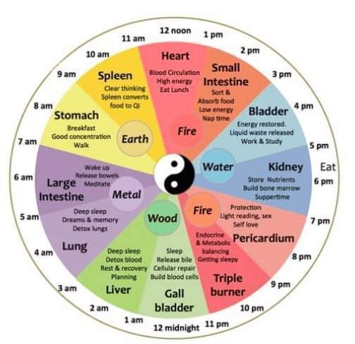 There are 6 solid and 6 hollow organs in the body. Optimal energy passes through each of them for 2 ...
