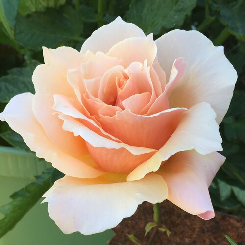 Proud American Patriot, Raised in a military family. God is my Compass, Trump is my President.
“To Compromise is To Retr...