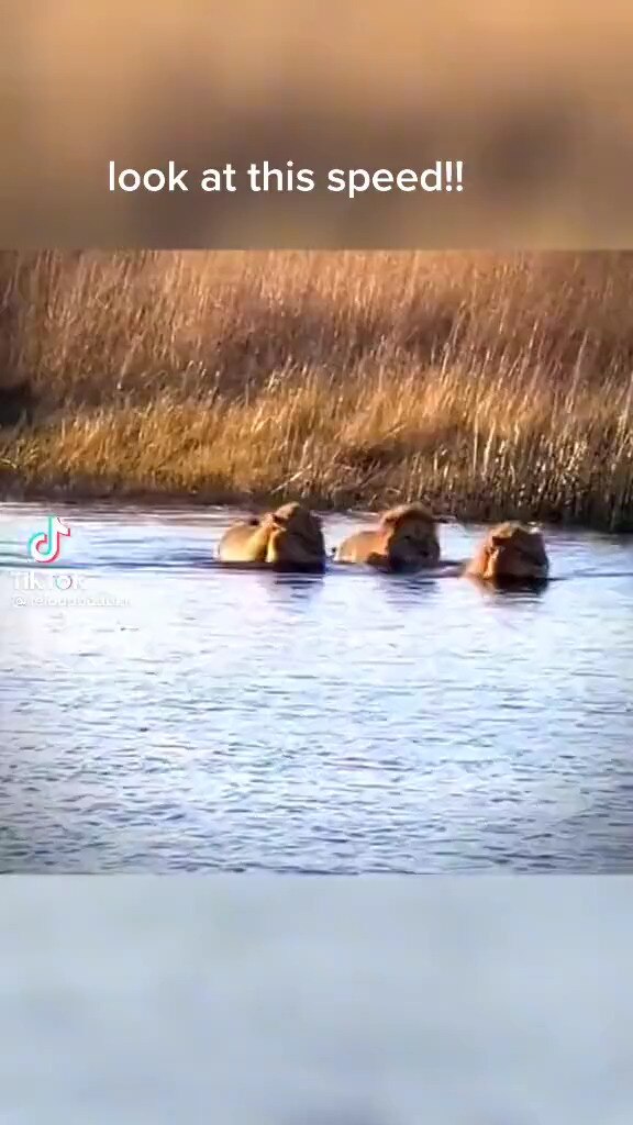 View BFN News's post on GETTR. Join the discussion, share your thoughts, and connect with the community.