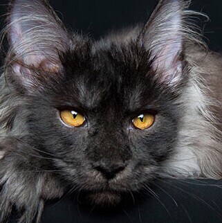 Pure blood American 
Constitutionist Conservative 
Independent thinker
Sicilian/Irish Gal 2A 1A Christian
💯💯💯Trump Su...